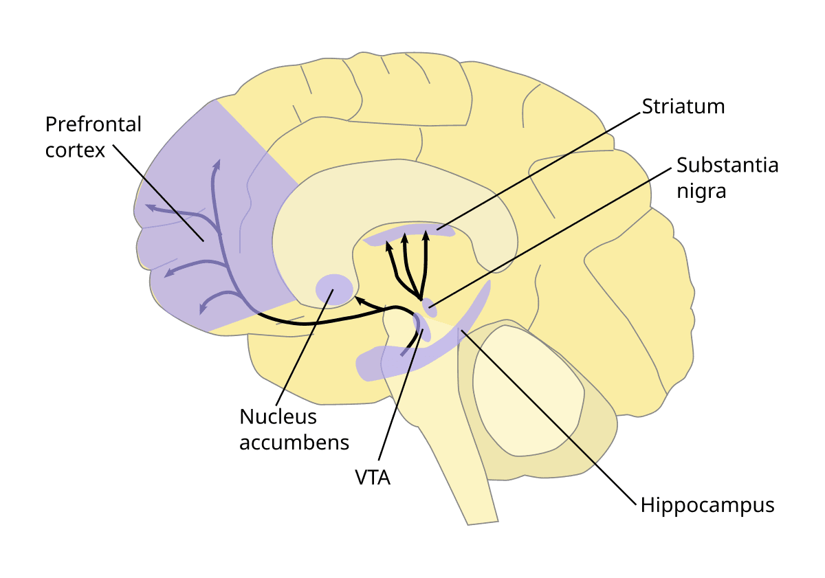 Schéma des voies dopaminergiques dans le cerveau — © OpenStax College, domaine public, Wikimedia Commons